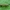   Briaunotoji dobilinė makštikandė - Coleophora frischella ♀ | Fotografijos autorius : Vaida Paznekaitė | © Macrogamta.lt | Šis tinklapis priklauso bendruomenei kuri domisi makro fotografija ir fotografuoja gyvąjį makro pasaulį.