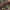 Šimtakojis - Antheromorpha uncinata | Fotografijos autorius : Deividas Makavičius | © Macrogamta.lt | Šis tinklapis priklauso bendruomenei kuri domisi makro fotografija ir fotografuoja gyvąjį makro pasaulį.