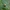 Žaliojo girinuko – Plagiosterna aenea lėliukė | Fotografijos autorius : Giedrius Markevičius | © Macrogamta.lt | Šis tinklapis priklauso bendruomenei kuri domisi makro fotografija ir fotografuoja gyvąjį makro pasaulį.