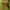 Beržinis pintenis - Fomitopsis betulina (sin. Piptoporus betulinus) | Fotografijos autorius : Kęstutis Obelevičius | © Macrogamta.lt | Šis tinklapis priklauso bendruomenei kuri domisi makro fotografija ir fotografuoja gyvąjį makro pasaulį.