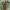 Skaudvabalis - Zonitis cf. immaculata | Fotografijos autorius : Žilvinas Pūtys | © Macrogamta.lt | Šis tinklapis priklauso bendruomenei kuri domisi makro fotografija ir fotografuoja gyvąjį makro pasaulį.