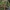 Sviestinė didplempė - Rhodocollybia butyracea | Fotografijos autorius : Gintautas Steiblys | © Macrogamta.lt | Šis tinklapis priklauso bendruomenei kuri domisi makro fotografija ir fotografuoja gyvąjį makro pasaulį.