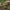 Rožialakštė šalmabudė - Mycena galericulata | Fotografijos autorius : Gintautas Steiblys | © Macronature.eu | Macro photography web site
