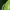 Ievinis eudemis - Ievinis lapsukis (Eudemis porphyrana), vikšras | Fotografijos autorius : Vaida Paznekaitė | © Macrogamta.lt | Šis tinklapis priklauso bendruomenei kuri domisi makro fotografija ir fotografuoja gyvąjį makro pasaulį.