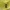 Liepinis palvys – Exocentrus lusitanus | Fotografijos autorius : Giedrius Markevičius | © Macrogamta.lt | Šis tinklapis priklauso bendruomenei kuri domisi makro fotografija ir fotografuoja gyvąjį makro pasaulį.