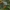 Mangostaninė garcinija - Garcinia mangostana | Fotografijos autorius : Nomeda Vėlavičienė | © Macrogamta.lt | Šis tinklapis priklauso bendruomenei kuri domisi makro fotografija ir fotografuoja gyvąjį makro pasaulį.