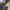 Karpytasparnis melsvys - Polyommatus daphnis, patelė | Fotografijos autorius : Vaida Paznekaitė | © Macrogamta.lt | Šis tinklapis priklauso bendruomenei kuri domisi makro fotografija ir fotografuoja gyvąjį makro pasaulį.