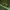 Margasparnė - Oxyna flavipennis | Fotografijos autorius : Irenėjas Urbonavičius | © Macrogamta.lt | Šis tinklapis priklauso bendruomenei kuri domisi makro fotografija ir fotografuoja gyvąjį makro pasaulį.