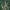 Paprastoji eglė - Picea abies | Fotografijos autorius : Kęstutis Obelevičius | © Macrogamta.lt | Šis tinklapis priklauso bendruomenei kuri domisi makro fotografija ir fotografuoja gyvąjį makro pasaulį.
