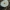 Dvokioji žvynabudėlė - Lepiota cristata | Fotografijos autorius : Gintautas Steiblys | © Macronature.eu | Macro photography web site