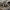 Vijoklinis sfinksas  - Agrius convolvuli | Fotografijos autorius : Dalia Račkauskaitė | © Macrogamta.lt | Šis tinklapis priklauso bendruomenei kuri domisi makro fotografija ir fotografuoja gyvąjį makro pasaulį.