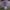 Violetinė stirnabudė - Collybia nuda | Fotografijos autorius : Gintautas Steiblys | © Macronature.eu | Macro photography web site