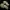 Nuodingasis pievagrybis - Agaricus xanthodermus | Fotografijos autorius : Aleksandras Stabrauskas | © Macrogamta.lt | Šis tinklapis priklauso bendruomenei kuri domisi makro fotografija ir fotografuoja gyvąjį makro pasaulį.