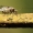 Didysis šiengraužis - Psococerastis gibbosa | Fotografijos autorius : Ramunė Vakarė | © Macrogamta.lt | Šis tinklapis priklauso bendruomenei kuri domisi makro fotografija ir fotografuoja gyvąjį makro pasaulį.