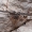 Žiužiakojis - Phrynichus jayakari | Fotografijos autorius : Žilvinas Pūtys | © Macrogamta.lt | Šis tinklapis priklauso bendruomenei kuri domisi makro fotografija ir fotografuoja gyvąjį makro pasaulį.