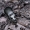 Juodasis smiltžygis | Pterostichus niger | Fotografijos autorius : Darius Baužys | © Macrogamta.lt | Šis tinklapis priklauso bendruomenei kuri domisi makro fotografija ir fotografuoja gyvąjį makro pasaulį.