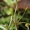 Auksakuodis vėdrynas - Ranunculus auricomus | Fotografijos autorius : Ramunė Vakarė | © Macrogamta.lt | Šis tinklapis priklauso bendruomenei kuri domisi makro fotografija ir fotografuoja gyvąjį makro pasaulį.