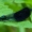 Blizgančioji gražutė - Calopteryx splendens | Fotografijos autorius : Irenėjas Urbonavičius | © Macronature.eu | Macro photography web site