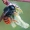 Dvispalvė osmija - Osmia bicolor ♀ | Fotografijos autorius : Gintautas Steiblys | © Macrogamta.lt | Šis tinklapis priklauso bendruomenei kuri domisi makro fotografija ir fotografuoja gyvąjį makro pasaulį.