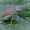 Geltonšonis straubliukas - Chlorophanus viridis | Fotografijos autorius : Gediminas Gražulevičius | © Macronature.eu | Macro photography web site