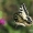 Machaonas - Papilio machaon | Fotografijos autorius : Lukas Jonaitis | © Macronature.eu | Macro photography web site