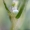 Dirvinis meslvys - Polyommatus icarus | Fotografijos autorius : Eglė Vičiuvienė | © Macronature.eu | Macro photography web site