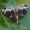 Spriginė cidarija - Ecliptopera capitata | Fotografijos autorius : Gintautas Steiblys | © Macrogamta.lt | Šis tinklapis priklauso bendruomenei kuri domisi makro fotografija ir fotografuoja gyvąjį makro pasaulį.