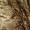 Eglinis rusvūnas - Obrium brunneum | Fotografijos autorius : Giedrius Markevičius | © Macrogamta.lt | Šis tinklapis priklauso bendruomenei kuri domisi makro fotografija ir fotografuoja gyvąjį makro pasaulį.
