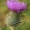 Dygioji usnis - Cirsium vulgare  | Fotografijos autorius : Gintautas Steiblys | © Macrogamta.lt | Šis tinklapis priklauso bendruomenei kuri domisi makro fotografija ir fotografuoja gyvąjį makro pasaulį.