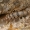 Egiptinis šeriauodegis - Thermobia aegyptiaca | Fotografijos autorius : Gintautas Steiblys | © Macronature.eu | Macro photography web site