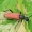 Taiginis žieduolis - Anastrangalia dubia reyi  | Fotografijos autorius : Gintautas Steiblys | © Macronature.eu | Macro photography web site