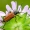 Taiginis žieduolis - Anastrangalia dubia reyi  | Fotografijos autorius : Darius Baužys | © Macronature.eu | Macro photography web site