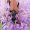 Taiginis žieduolis - Anastrangalia dubia reyi  | Fotografijos autorius : Arūnas Eismantas | © Macronature.eu | Macro photography web site