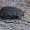 Smiltvabalis - Trox scaber | Fotografijos autorius : Gintautas Steiblys | © Macrogamta.lt | Šis tinklapis priklauso bendruomenei kuri domisi makro fotografija ir fotografuoja gyvąjį makro pasaulį.