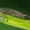 Blyškiaakis kupriukas - Xanthostigma xanthostigma, patelė | Fotografijos autorius : Vaida Paznekaitė | © Macrogamta.lt | Šis tinklapis priklauso bendruomenei kuri domisi makro fotografija ir fotografuoja gyvąjį makro pasaulį.