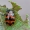 Laplandinis gluosninukas - Chrysomela lapponica | Fotografijos autorius : Zita Gasiūnaitė | © Macrogamta.lt | Šis tinklapis priklauso bendruomenei kuri domisi makro fotografija ir fotografuoja gyvąjį makro pasaulį.