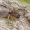 Nendrinis maišarezgis - Clubiona phragmitis | Fotografijos autorius : Gintautas Steiblys | © Macrogamta.lt | Šis tinklapis priklauso bendruomenei kuri domisi makro fotografija ir fotografuoja gyvąjį makro pasaulį.