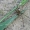 Didysis storažandis - Tetragnatha montana | Fotografijos autorius : Vytautas Gluoksnis | © Macronature.eu | Macro photography web site