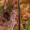 Viksvinis skėrys - Stethophyma grossum | Fotografijos autorius : Dalia Račkauskaitė | © Macrogamta.lt | Šis tinklapis priklauso bendruomenei kuri domisi makro fotografija ir fotografuoja gyvąjį makro pasaulį.