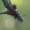 Purpurinis žieduolis – Anastrangalia sanguinolenta | Fotografijos autorius : Giedrius Markevičius | © Macrogamta.lt | Šis tinklapis priklauso bendruomenei kuri domisi makro fotografija ir fotografuoja gyvąjį makro pasaulį.