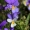 Trispalvė našlaitė - Viola tricolor | Fotografijos autorius : Ramunė Vakarė | © Macrogamta.lt | Šis tinklapis priklauso bendruomenei kuri domisi makro fotografija ir fotografuoja gyvąjį makro pasaulį.