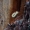 Mėlynasis blizgiavabalis - Phaenops cyanea, lerva | Fotografijos autorius : Gediminas Gražulevičius | © Macrogamta.lt | Šis tinklapis priklauso bendruomenei kuri domisi makro fotografija ir fotografuoja gyvąjį makro pasaulį.