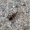 Pušinė kampuotblakė - Leptoglossus occidentalis | Fotografijos autorius : Saulius Karalius | © Macronature.eu | Macro photography web site
