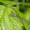 Baltakojė strėliukė (Platycnemis pennipes), patelė | Fotografijos autorius : Aleksandras Naryškin | © Macronature.eu | Macro photography web site
