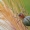 Taškuotasis diegliavoris - Cheiracanthium punctorium  | Fotografijos autorius : Gintautas Steiblys | © Macrogamta.lt | Šis tinklapis priklauso bendruomenei kuri domisi makro fotografija ir fotografuoja gyvąjį makro pasaulį.