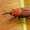 Raudonasis palminis straubliukas - Rhynchophorus ferrugineus, patinas | Fotografijos autorius : Gintautas Steiblys | © Macrogamta.lt | Šis tinklapis priklauso bendruomenei kuri domisi makro fotografija ir fotografuoja gyvąjį makro pasaulį.