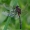 Mažoji skėtė - Leucorrhinia dubia, patinas | Fotografijos autorius : Gintautas Steiblys | © Macrogamta.lt | Šis tinklapis priklauso bendruomenei kuri domisi makro fotografija ir fotografuoja gyvąjį makro pasaulį.