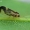 Blakutė - Psyllopsis fraxini | Fotografijos autorius : Gintautas Steiblys | © Macrogamta.lt | Šis tinklapis priklauso bendruomenei kuri domisi makro fotografija ir fotografuoja gyvąjį makro pasaulį.