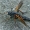 Pentinuotė - Pandivirilia eximia | Fotografijos autorius : Gintautas Steiblys | © Macrogamta.lt | Šis tinklapis priklauso bendruomenei kuri domisi makro fotografija ir fotografuoja gyvąjį makro pasaulį.