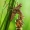 Dvidėmė skėtė - Epitheca bimaculata (Metamorfozė) | Fotografijos autorius : Lukas Jonaitis | © Macrogamta.lt | Šis tinklapis priklauso bendruomenei kuri domisi makro fotografija ir fotografuoja gyvąjį makro pasaulį.